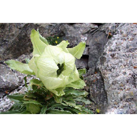 BÔNG THIÊN SƠN TUYẾT LIÊN HOA- HÀNG CHUẨN TỰ NHIÊN TÂY TẠNG, KHÔNG PHẢI TRỒNG VƯỜN KÍNH | BigBuy360 - bigbuy360.vn