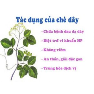 Chè dây Sa Pa Lào Cai