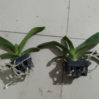 Ngọc điểm size lỡ hoa tết