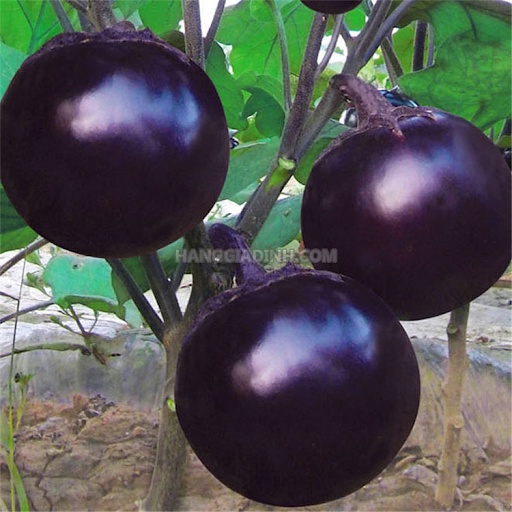 Hạt Giống Cà Tím Quả Tròn F1 cao sản, sai trái, dễ trồng ~235 hạt