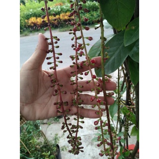 Cây 🌲 Lộc Vừng hoa đỏ lá nhỏ siêu hoa 1m6
