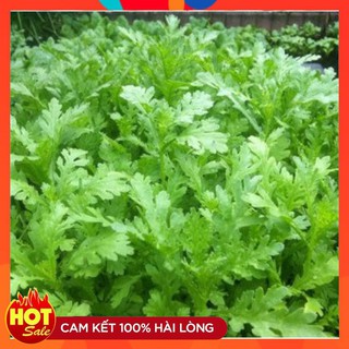 COMBO 02 gói hạt giống rau cải cúc tẻ rau tần ô