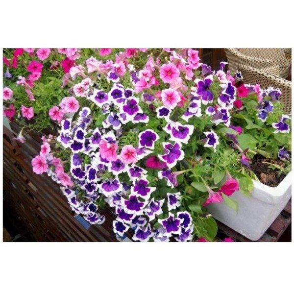 Hạt giống hoa Dạ Yến Thảo viền mix