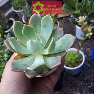 Sen đá bông cúc xanh size từ 5m đến 7cm - Sen Đá xương rồng cây phong thuỷ văn phòng đẹp