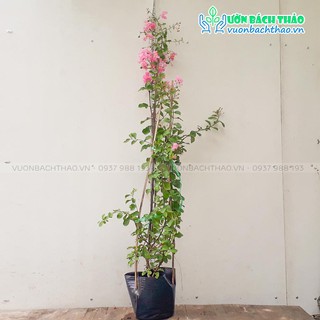 Cây hoa tường vi trồng sân vườn cho hoa đẹp