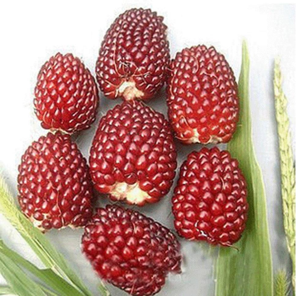 * Vườn hoa Bello Vanilla ** Hạt giống cao cấp Dâu tây Bắp rang bơ 100h