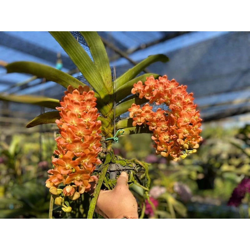 Lan Ngọc Điểm cây trưởng thành giao màu ngẫu nhiên