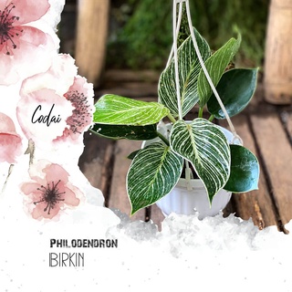 Cây Philodendron Birkin (Trầu Bà Birkin, Trầu Bà Kim Cương) chậu treo bí ngô