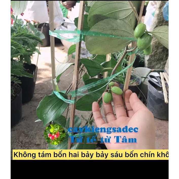 caykiengsadec cây táo thái ghép + tặng phân bón - cây ăn trái - trang trí sân vườn cảnh quan ngoài trời