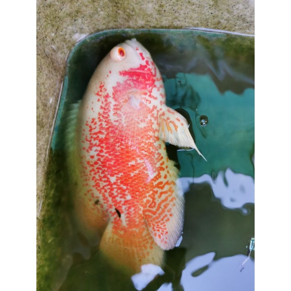 Thức ăn cá la Hán cao cấp, CS2, đạm 48 %, net 200-500gram