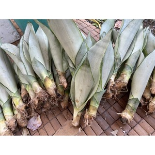 Lưỡi hổ bạc - lưỡi hổ bạch kim