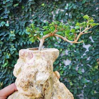 Chậu cây cảnh