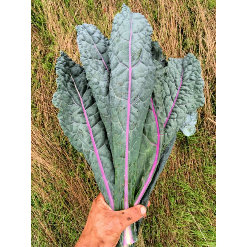 Hạt giống Kale Tím Khủng Long Nhập khẩu Mỹ