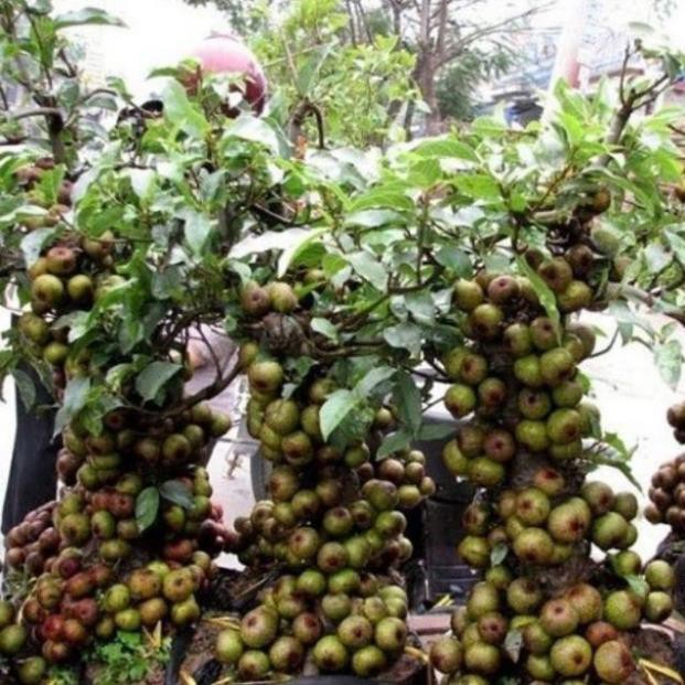 CHẬU SUNG THẾ , GIỐNG SUNG NẾP SIÊU QUẢ- MANG ĐẾN SỰ SUNG TÚC, ĐẦM ẤM, ĐỦ ĐẦY CHO GIA CHỦ