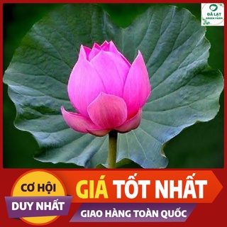 🌷10H_HẠT GIỐNG SEN TA (TÚI ZIP)🌷
