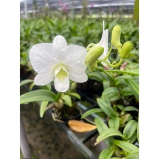 Denro mini giống 2 màu lựa được
