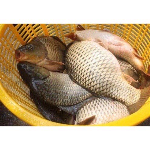 Hương Liệu Dẫn Dụ Các Loại Cá 300ml MO09 Hương Vị Kích Thích Siêu Nhạy - Sanami Fishing