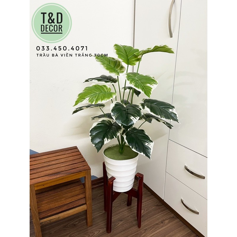 TRẦU BÀ VIỀN TRẮNG 70CM- CÂY GIẢ DECOR