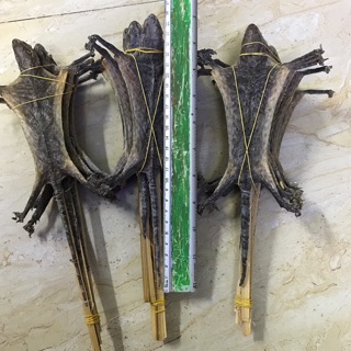 Tắc kè khô 10 con