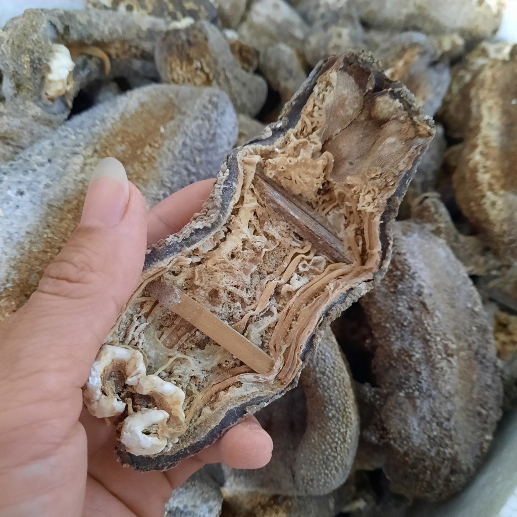 Hải sâm da chăn 1 con y hình. Hải sâm da trăn. Đồn đột da trăn. Ngận da chăn