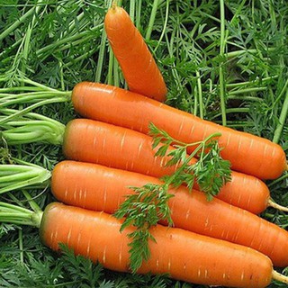CÀ RỐT Carrot TN 391