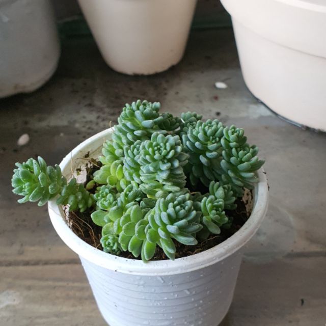 Sen đá Sedum hoa hồng