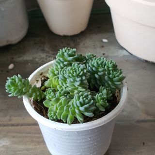 Sen đá Sedum hoa hồng