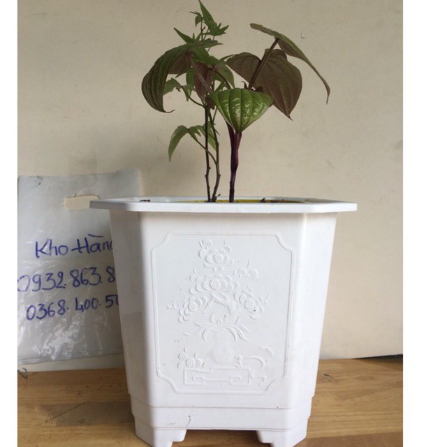 Combo Chậu Nhựa Vuông, Chậu Vuông Trắng Có Hoa Văn Nổi 4 Chân Cao Dễ Thoát Nước