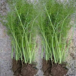 HẠT GIỐNG THÌ LÀ THÁI LAN 100 hạt , nãy mầm 95%