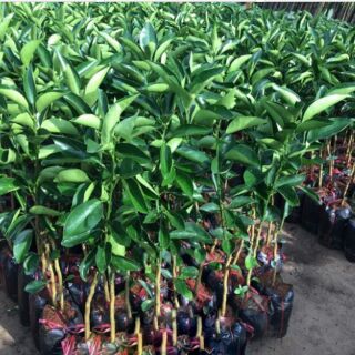 Cây giống quýt đường thái