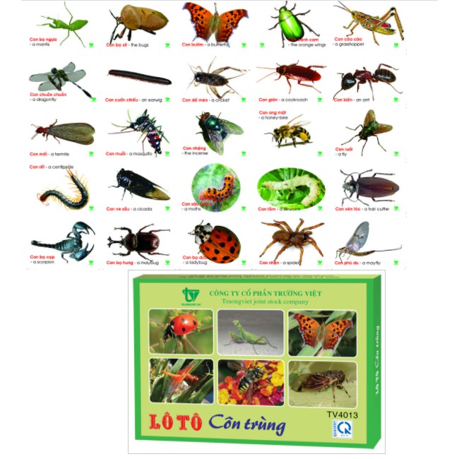 Bộ thẻ học các chủ đề cho bé kèm tiếng Anh