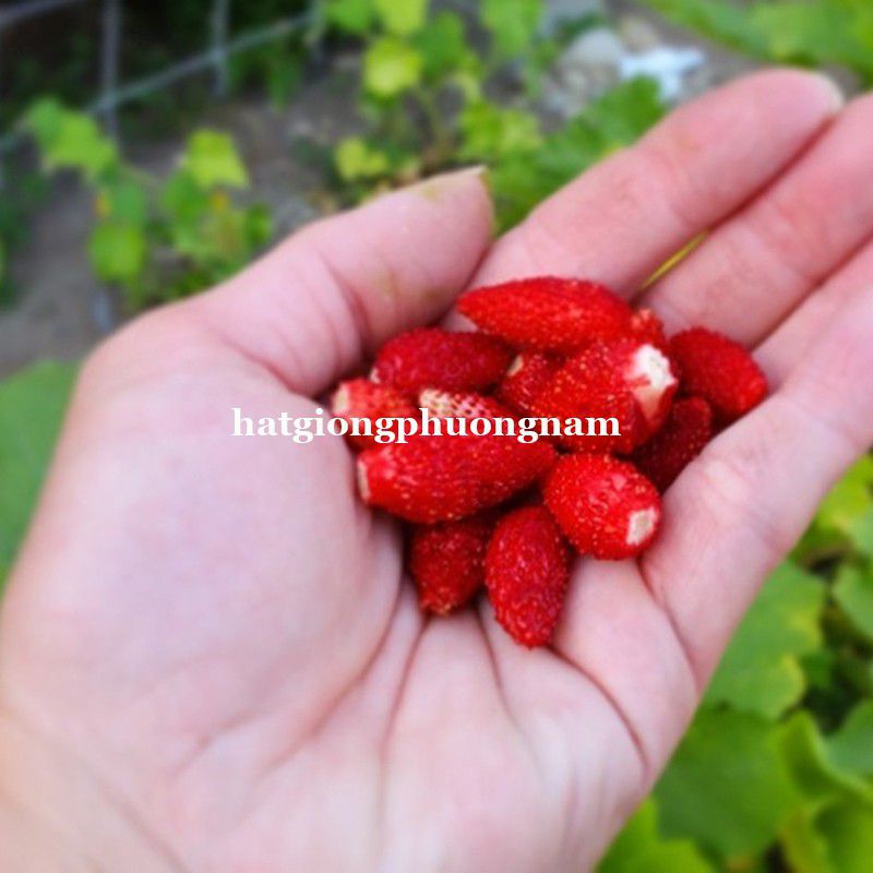 Hạt giống dâu tây rừng mini chất lượng F1 túi 50 hạt