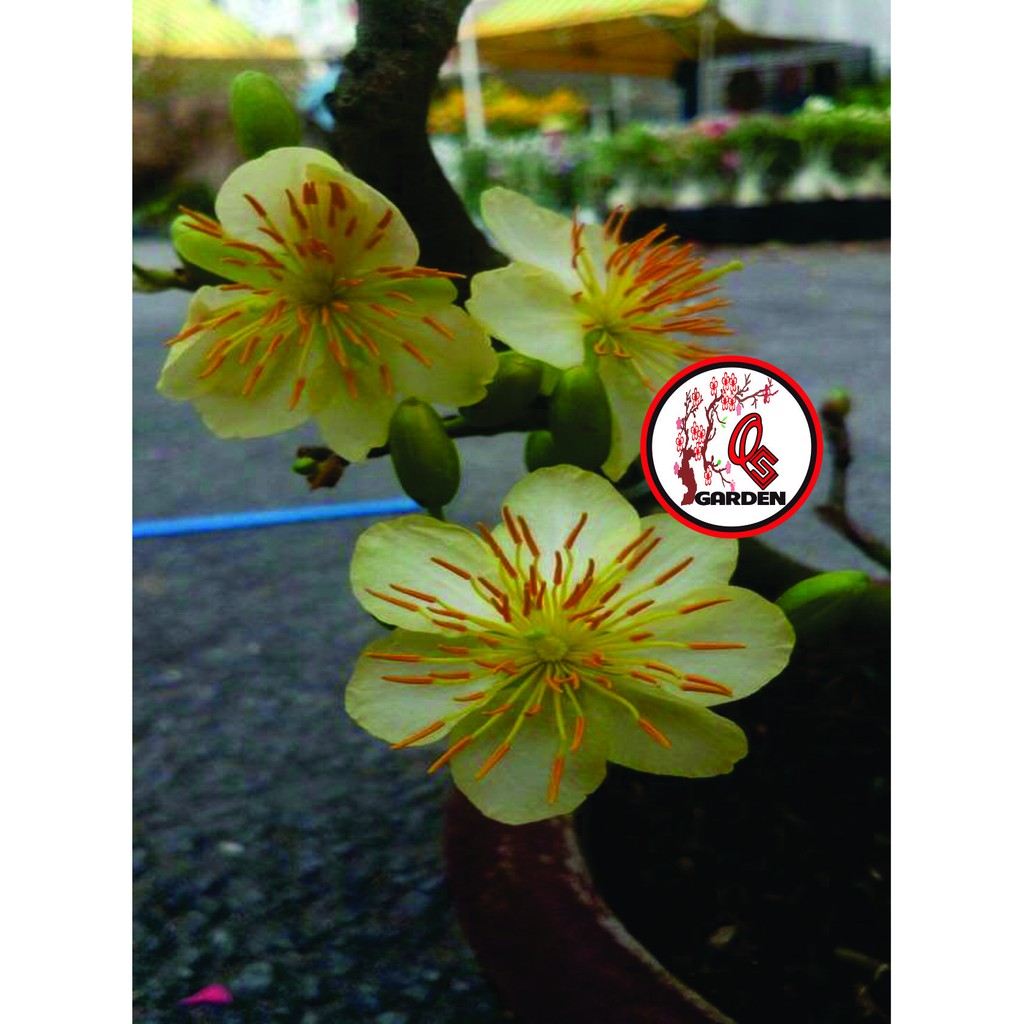 Hoa Mai Ngự Sử