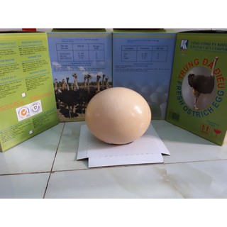 Trứng Đà Điểu Khatoco
