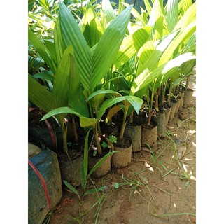 Giống Cây Dừa Xiêm - Cây Chuẩn Giống F1, Cây Cao 80cm và 35cm