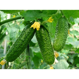 Hạt giống dưa leo bao tử (gói 20 hạt)