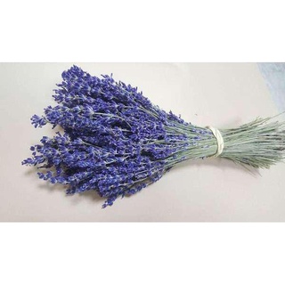 Hoa khô oải hương hàng loại 1 True Lavender Pháp siêu tím - Lẻ 30 cành đẹp