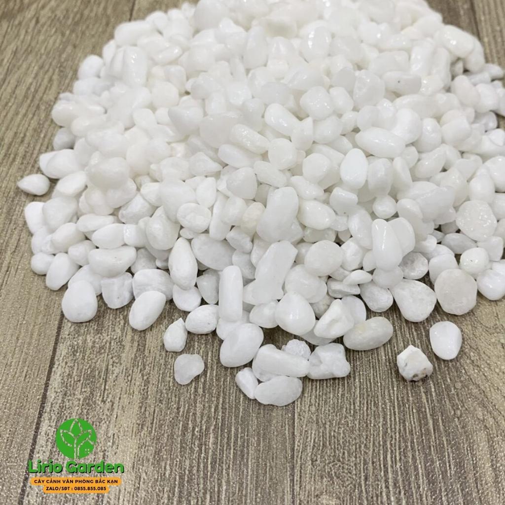 Sỏi trắng đá màu trắng trang trí tiểu cảnh , cây cảnh , hồ cá gói 1 kg ( mua 1 tặng 1 )