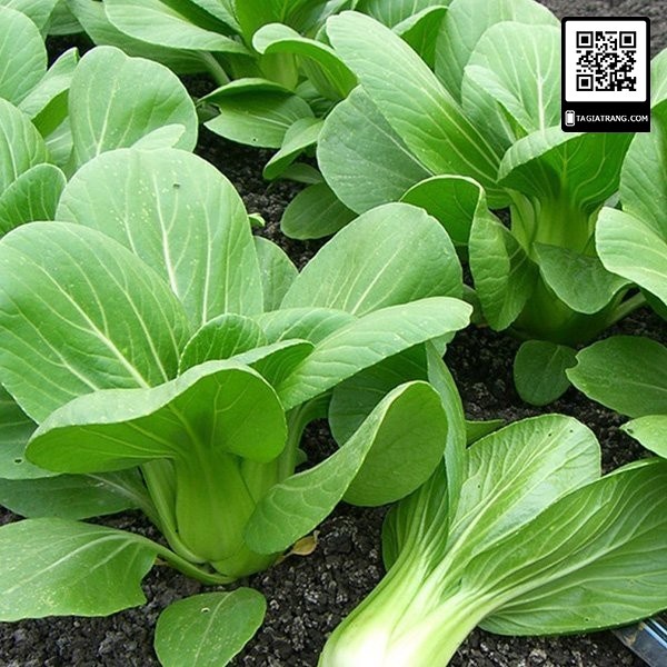 Hạt giống Rau Cải Chíp Bẹ Xanh  Hạt giống Rau Cải Thìa, cải chíp, dễ trồng, năng suất cao