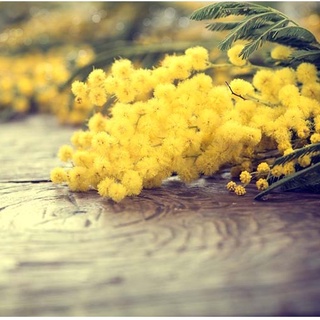 Hạt giống hoa MIMOSA ( cây trinh nữ)- 10 hạt