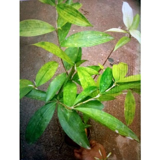 cây trúc nhật