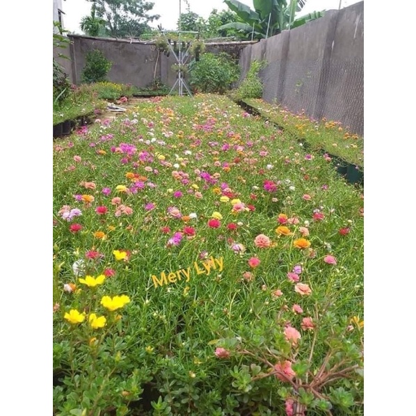 1kg Cành hoa 10 giờ thái kép bông to siêu hoa mix đủ 15 màu