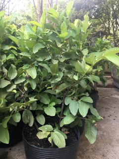 Ổi lê nữ hoàng
