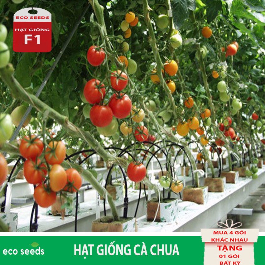 HẠT GiỐNG CÀ CHUA Q11 Eco seeds KLT 100mg. Tỷ lệ nảy mầm cao, Cây ra trái sai, phẩm chất ngon