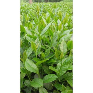 [FREESHIP 99K TOÀN QUỐC] chè búp nõn _ ĐẶC SẢN THÁI NGUYÊN