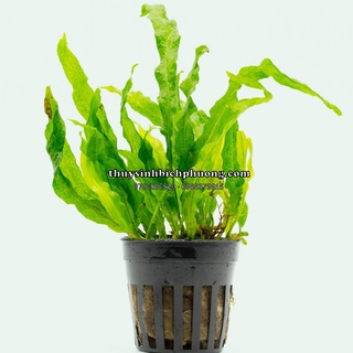 DƯƠNG XỈ MỸ NHÂN THỦY SINH - CÂY CHUYÊN DÙNG DÁN LŨA ĐÁ TRANG TRÍ HỒ CÁ THỦY SINH SỨC SỐNG KHỎE