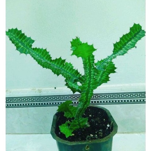 Xương rồng Euphorbia