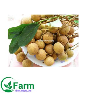 cây nhãn hưng yên