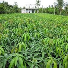 Cây giống xoài keo