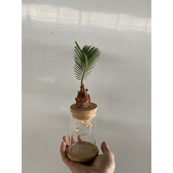 Vạn Tuế mini để bàn siêu xinh